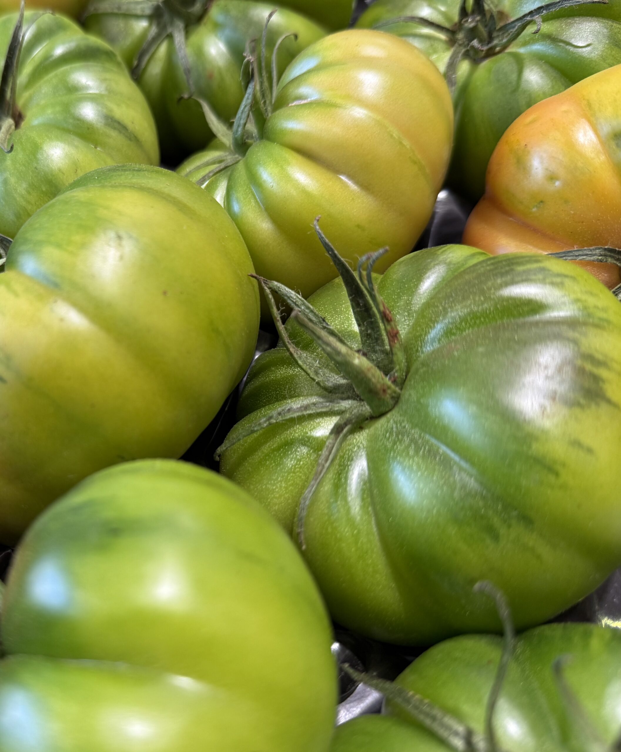Merinda-Tomaten – das Juwel aus Sizilien